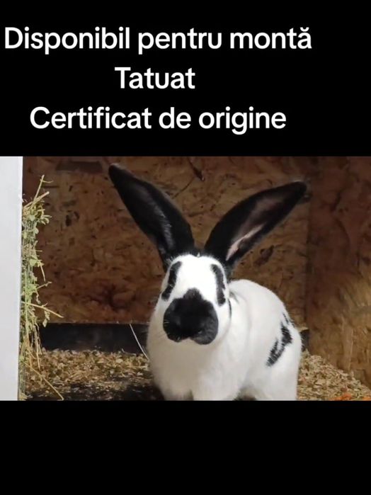 Fluture german tatuat