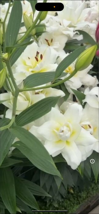 Bulbi de crin 5 lei buc