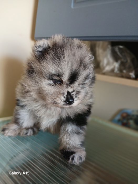 Щенки мини шпица