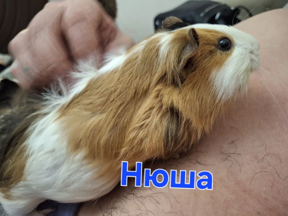 Клетка с с парочкой влюблённых морских свинок