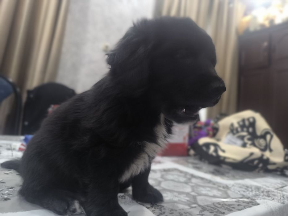 Щенок  в добрые руки