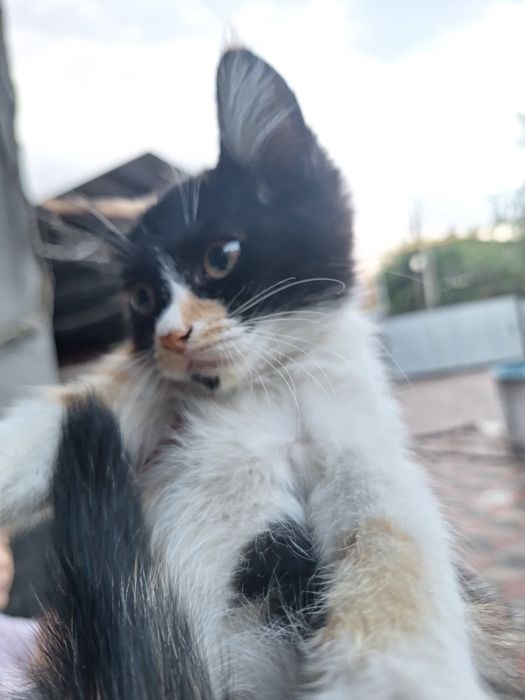 Отдам котенка бесплатно