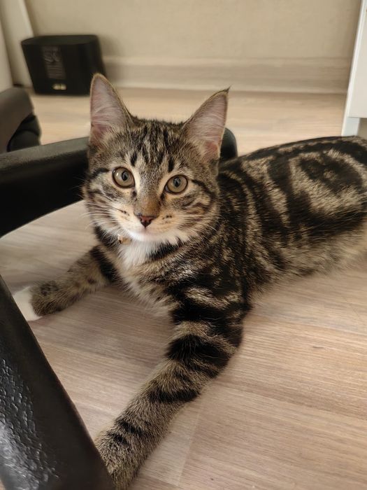 Продам котенка скоттиш страйт
