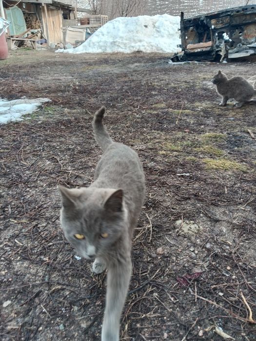 Отдам в добрые руки! Бесплатно!