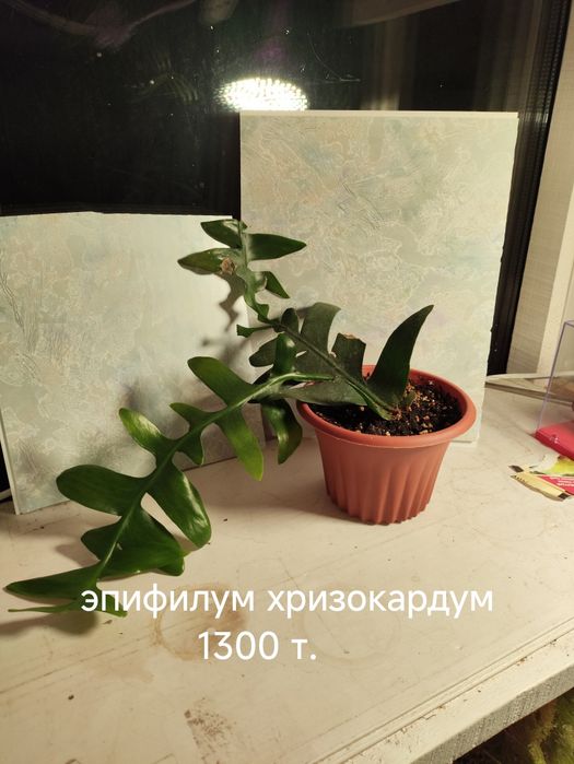 Комнатные, красивые цветы