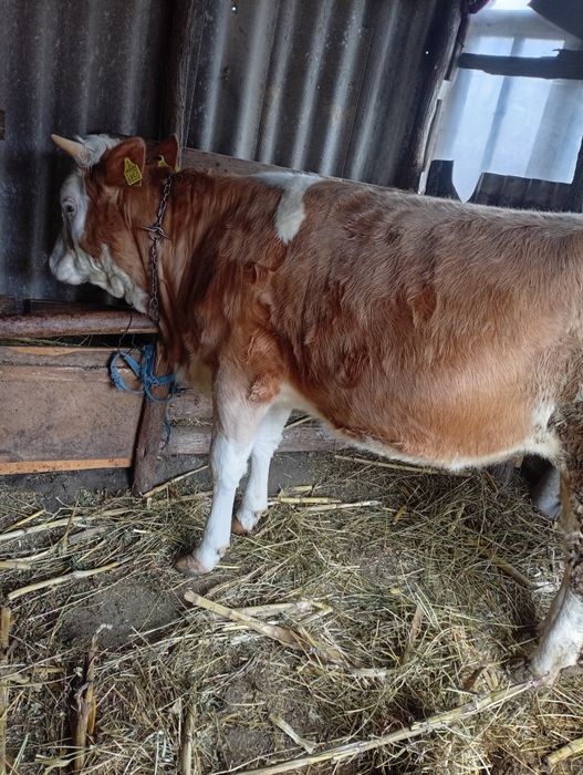 Vițică de vanzare 8000  lei negociabil