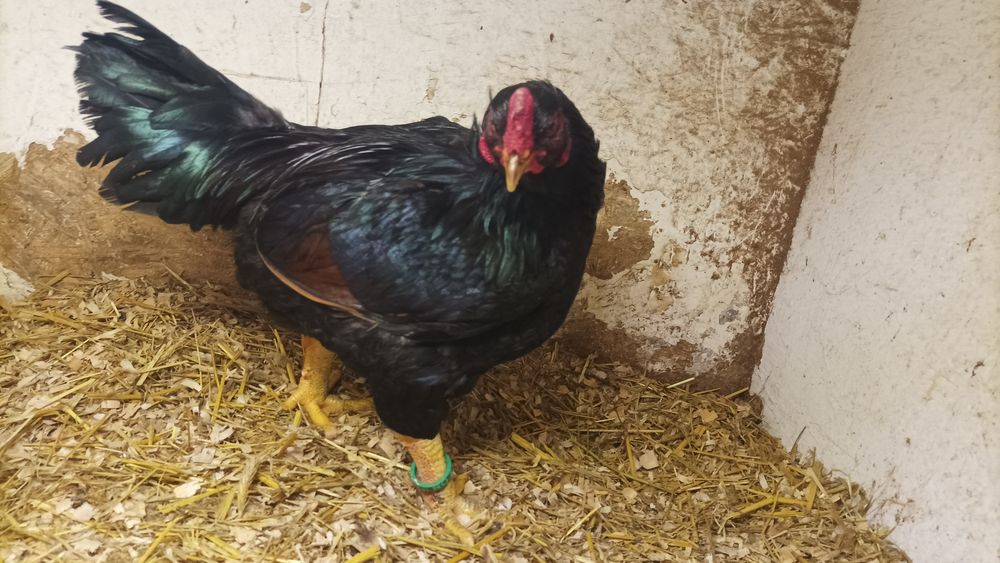 Combatant Indian 2025