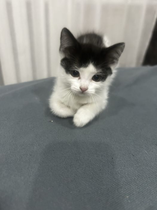 Отдам котят в хороший руки