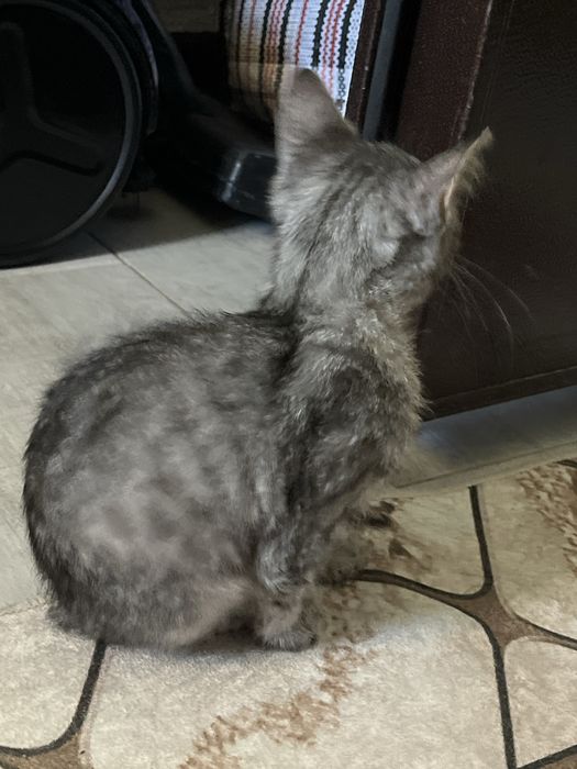 Отдам бесплатно котёнка мальчик