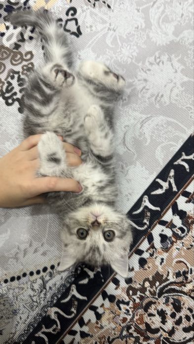 кошка скоттиш страйт