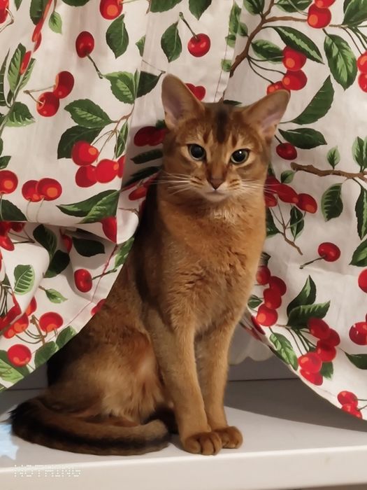 Абиссинская кошка (вязка)