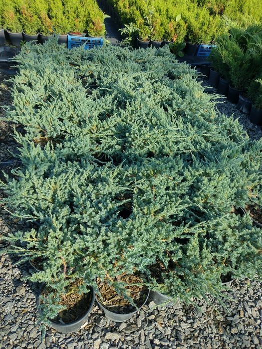 Producator vand Danica glob