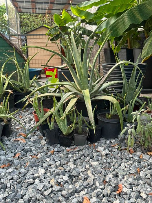 Aloe Vera (Aloe barbadensis Miller) în ghiveci | Plante mari și pui | Voluntari - București