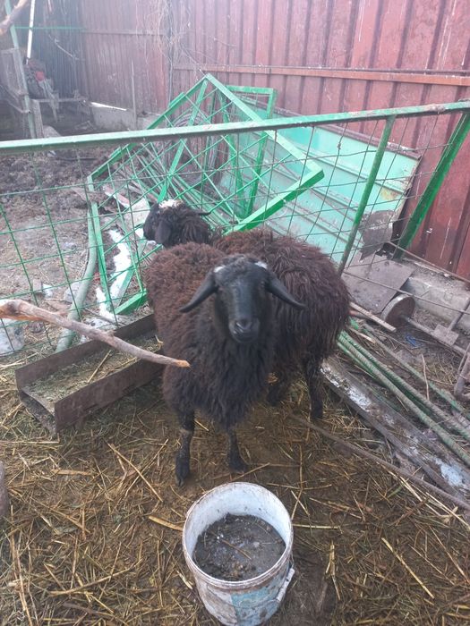 Продаётся две жирные токты.