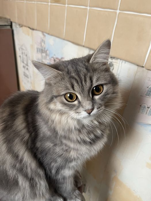 Кошка 9 месяцев