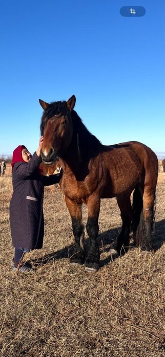 Жеребец Владимирский Тяжеловоз 7 лет