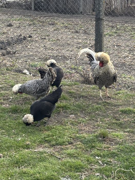 Vand ouă de moțată olendeza pt incubat și pui