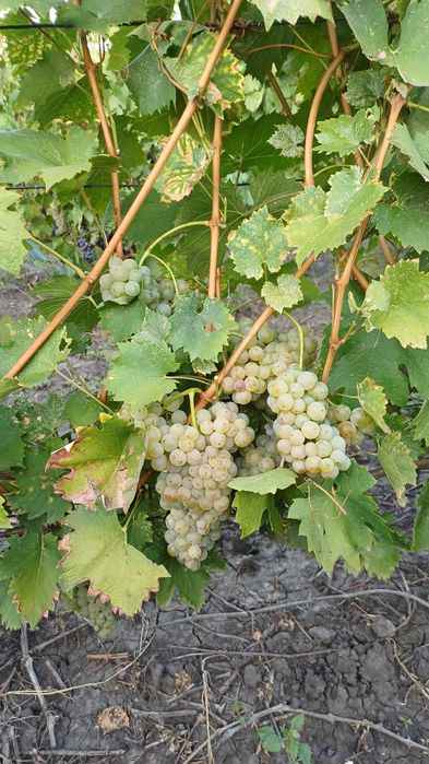 Struguri pentru vin de vanzare