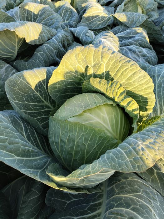 Капуста морковь домашняя!