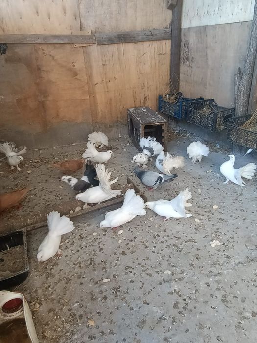 Porumbei voltați