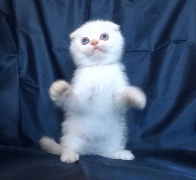 Шотландски късокосмести котенца