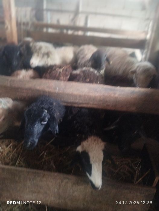 Шаруа ешкілер,токты