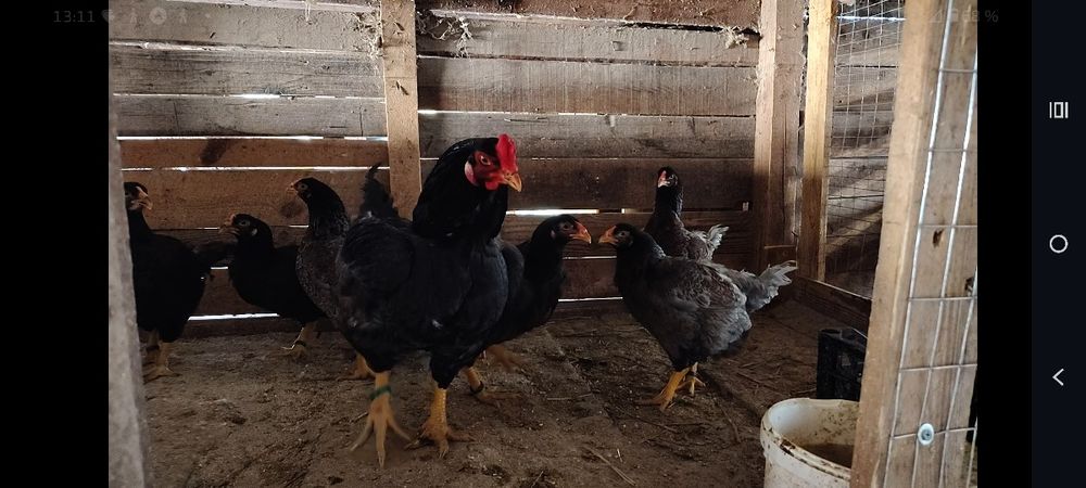 Oua pentru incubat Combatant Indian