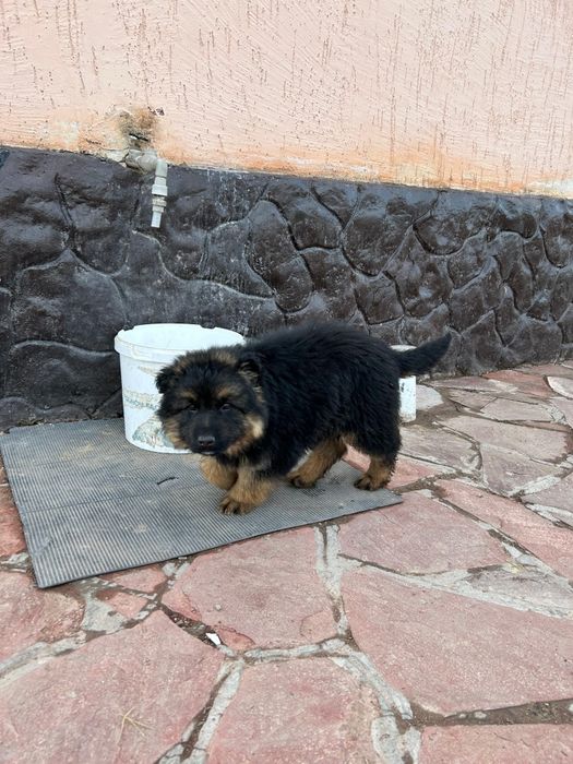 Овчарка Девочкаа