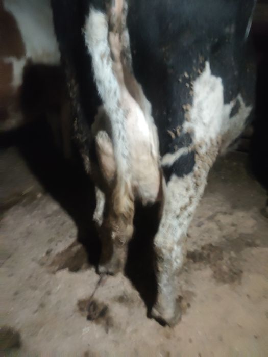 Vind  vaci  de lapte