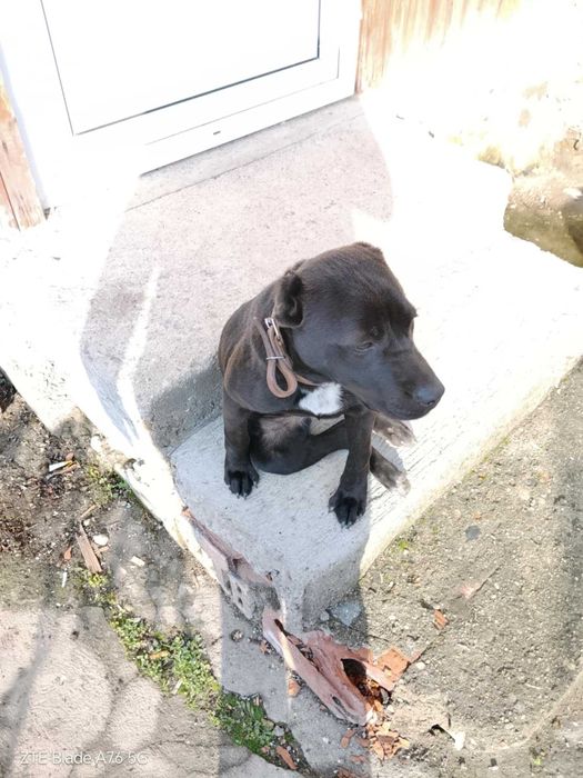 Продавам питбул по договаряне