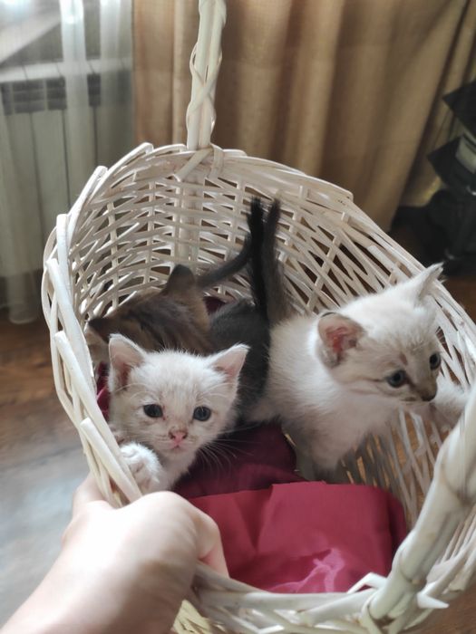 Котята воспитанные, ухоженные