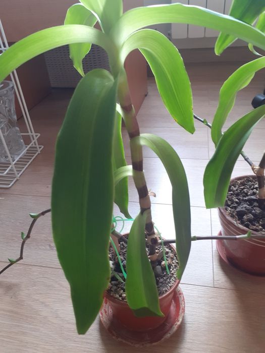 Золотой ус  60 см