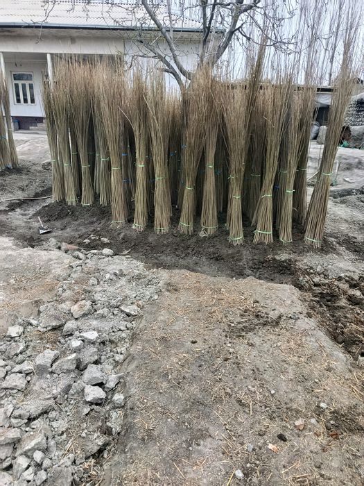 Yashil makon uchun terak koʻchat