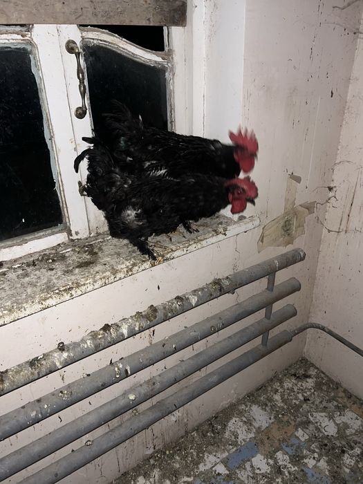 Qora Shaxzoda qoʻrozlari sotiladi 3 TA qoldi