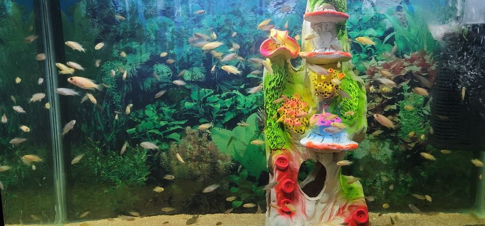 Аквариум баликлари