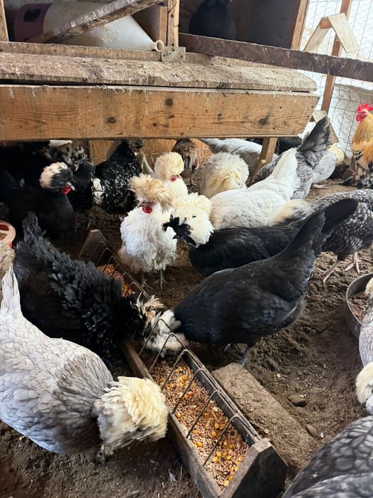 Vand oua motate olandeze