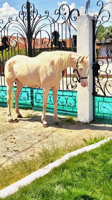 Cai ponei pt echitatie terapie si agrement