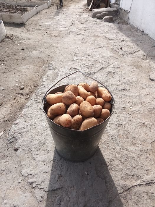 Продам картошку отборную