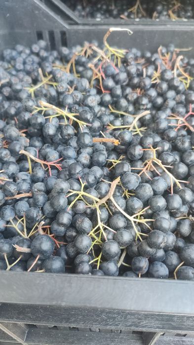 Fructe Aronia Meloncarpa