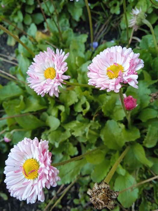 Продам маргаритки