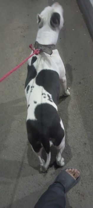 Pitbul urg'ochi 3 marta tuqan odamga beziyon