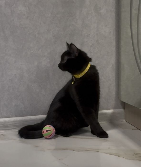 Продаётся прямоухая короткошерстная девочка