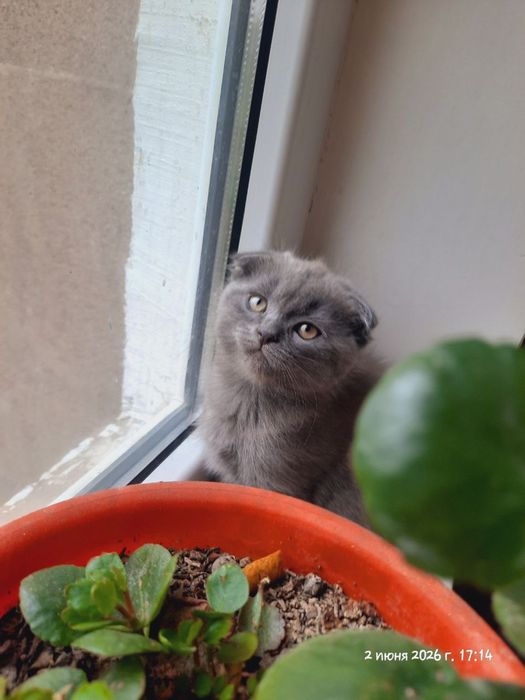 Котята британские.