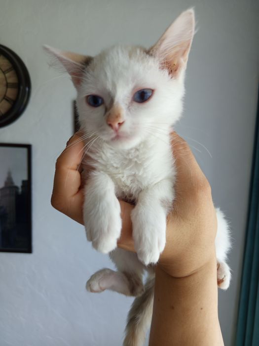 Котенок,в надёжные руки