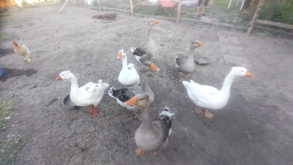 Продам. Домашних. Апрель. Выводок.