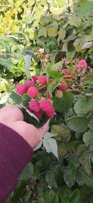 Малина кучатлари