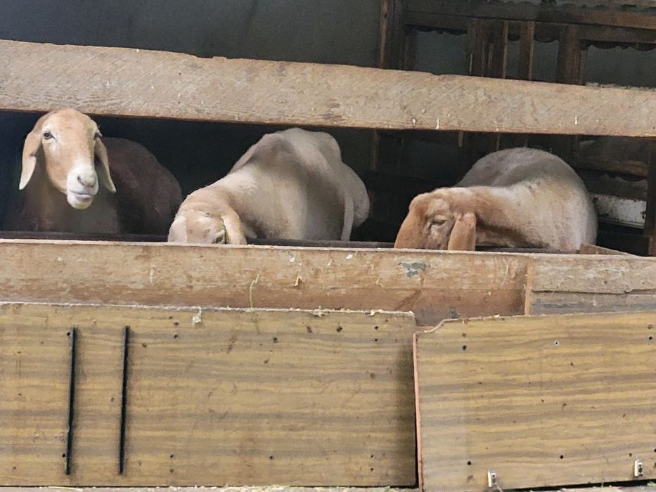 Арашан кучкор солулар