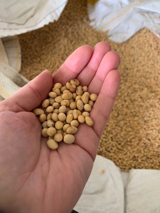 Soia Sămânță Pioneer Certificată C2