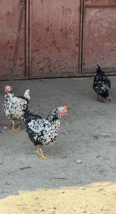Oua incubat Pita Pinta, Marans si Araucana