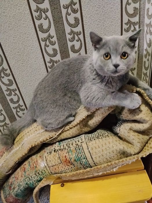 Продажа котёнок 5 месяцев